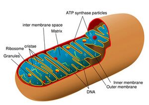 MitochondriaSMALL2.jpg