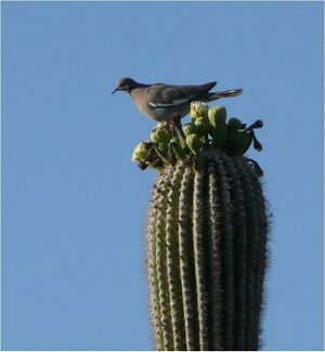 Dove on saguaro.JPG