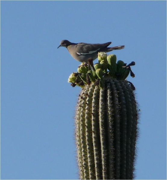 File:Dove on saguaro.JPG