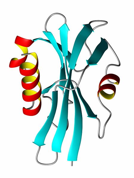 File:ProteinRibbonByDEVolk.jpg