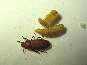 Adult beetle and pupae.JPG