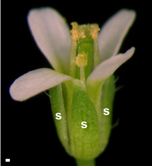 Arabidopsis with sepals highlighted.png