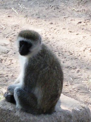 Vervet monkey.jpg