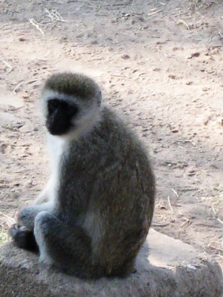 File:Vervet monkey.jpg