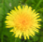 Small dandelion.png
