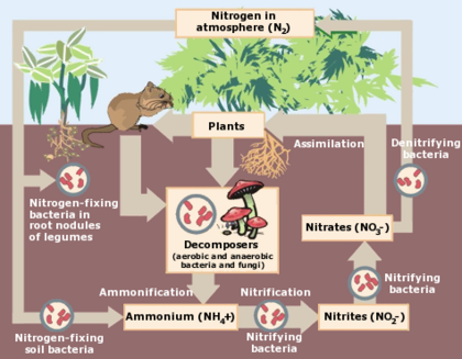 Diagram of a volcano and fields and pollution showing the different stages of nitrogen.