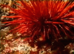 Red-sea-urchin.gif