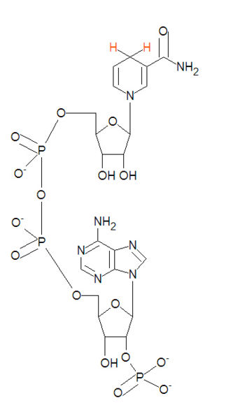 File:Nicotinamide adenine dinucleotide phosphate.jpg