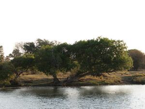 Zambezi River.jpg