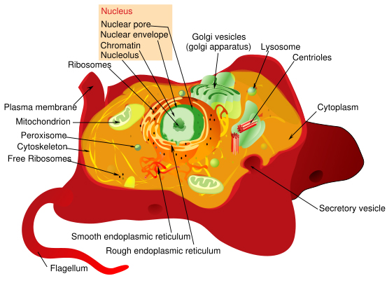 Cell (biology) - encyclopedia article - Citizendium