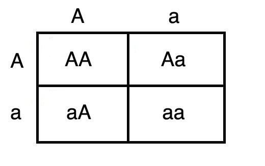 Allele - encyclopedia article - Citizendium