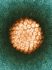hpv vírus a torkán belső paraziták az emberekben