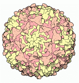 Poliovirus - encyclopedia article - Citizendium