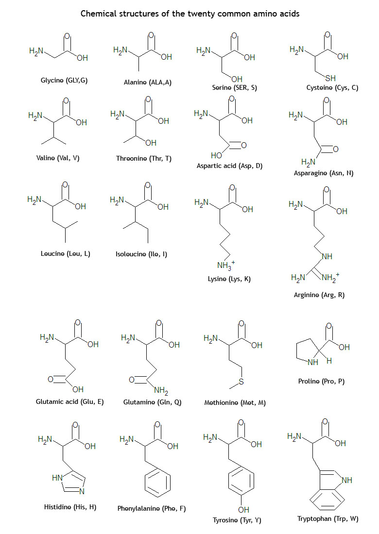 labeling carbon backbone amino acid