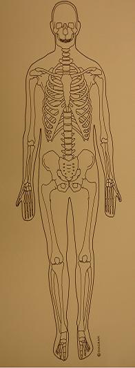 Human anatomy - encyclopedia article - Citizendium