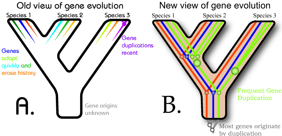 Gene Duplication - Encyclopedia Article - Citizendium