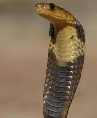 Snouted cobra - encyclopedia article - Citizendium