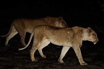 Panthera leo (Lion) - encyclopedia article - Citizendium
