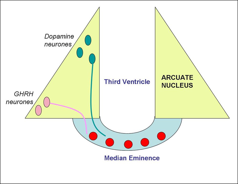 Arcuate Nucleus Encyclopedia Article Citizendium