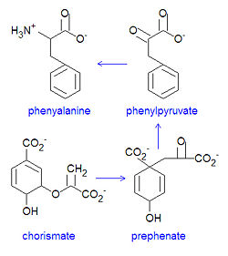 phenylalanine synthesis citizendium volk