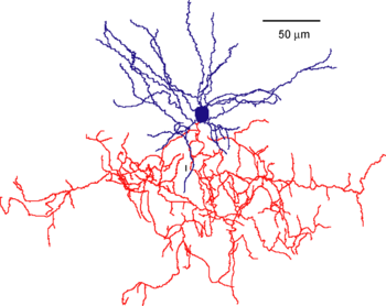 Chandelier cell - encyclopedia article - Citizendium