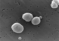 Streptococcus pneumoniae - encyclopedia article - Citizendium