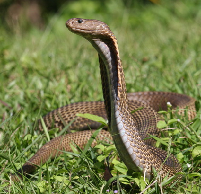 Philippine cobra - encyclopedia article - Citizendium