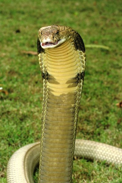 King cobra - encyclopedia article - Citizendium