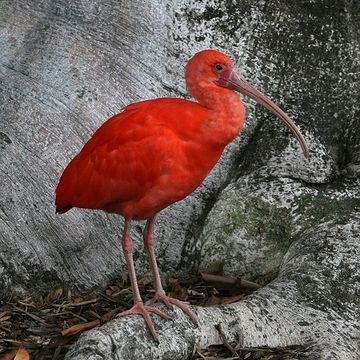 Eudocimus Ruber (scarlet Ibis) - Encyclopedia Article - Citizendium