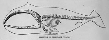 Bowhead Whale - encyclopedia article - Citizendium