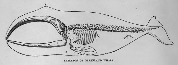 Bowhead Whale - encyclopedia article - Citizendium