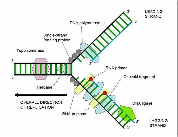 Dna Encyclopedia Article Citizendium 1606