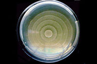 mirabilis proteus citizendium agar