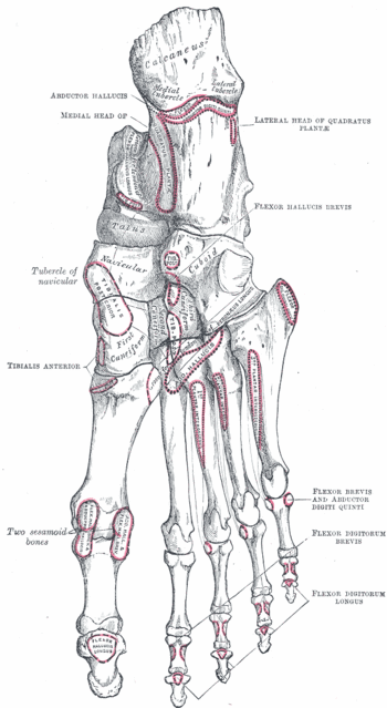 Navicular Bone Encyclopedia Article Citizendium 