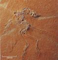 Archaeopteryx - McCarthy & Rubidge.jpg