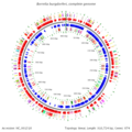 Borrelia genome.png