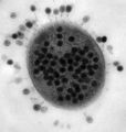 Bacteriophage5.jpg