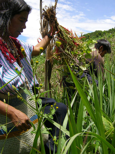 milpa-agriculture-encyclopedia-article-citizendium