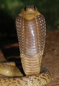 Cape cobra