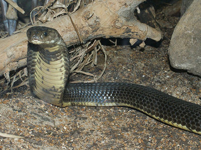 Central Asian cobra - encyclopedia article - Citizendium