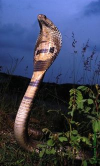 Cobras are part of the Elapidae family