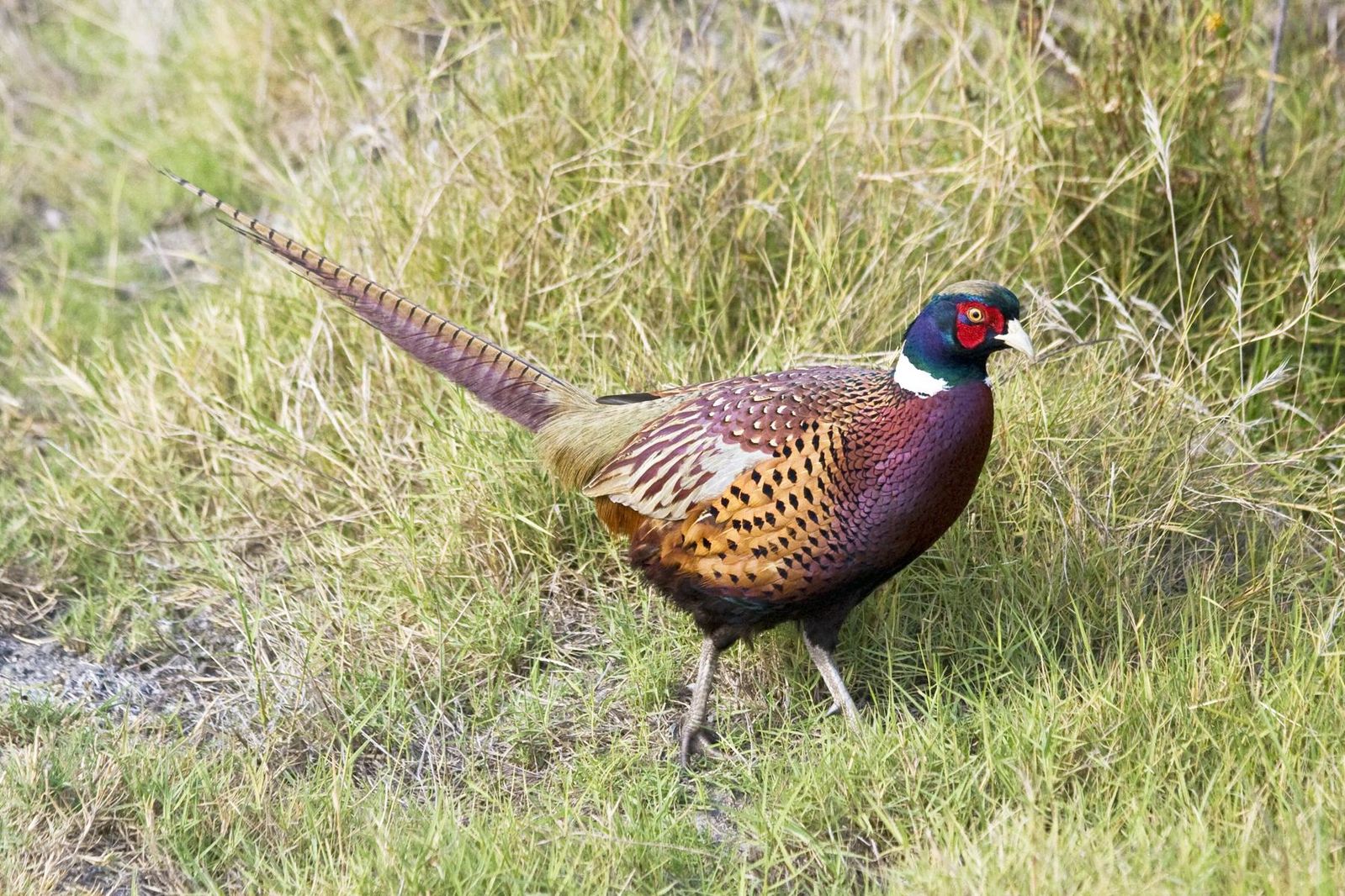 File:Reing-necked Pheasant.jpg.