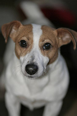 Jack Russell Terrier - encyclopedia article - Citizendium