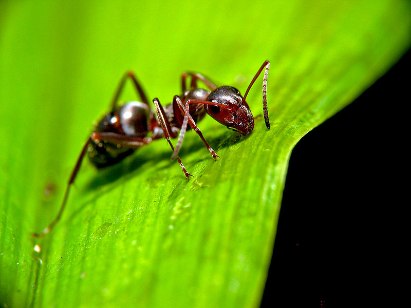 File:800px-Ant on leaf.jpg