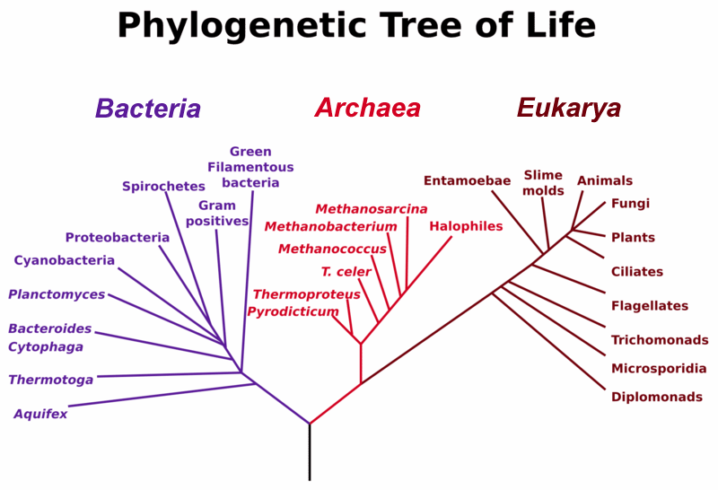 A phylogenetic tree of life based on differences in rRNA, showing the separation of bacteria, archaea, and eukaryotes.