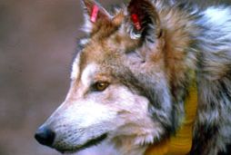 File:Female mexican wolf.jpg