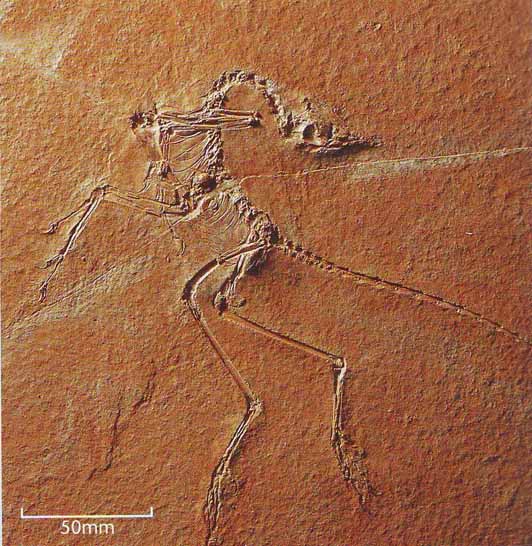 File:Archaeopteryx - McCarthy & Rubidge.jpg