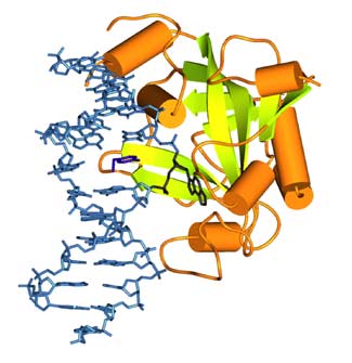 This is a repair enzyme correcting an error in a DNA molecule of H. voclanii not found in any other molecule. The repair enzyme is in orange and green, and part of the double-helix-shaped DNA is on the left in blue.