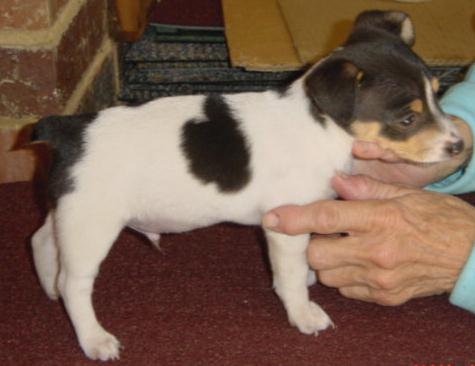 File:Breeder checking Tri-colour male mini fox terrier puppy clip.jpg