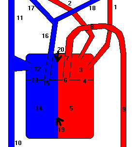 File:Cardiology1-22112007.GIF